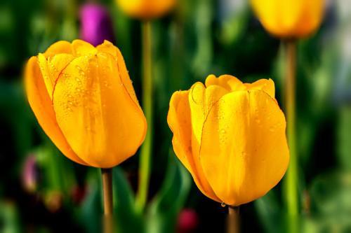 郁金香花花语