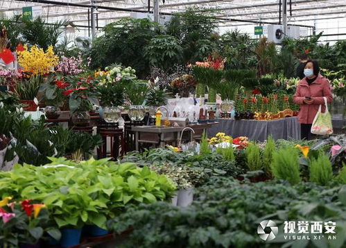 西安花卉市场在哪