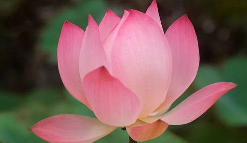 花朵图片真实