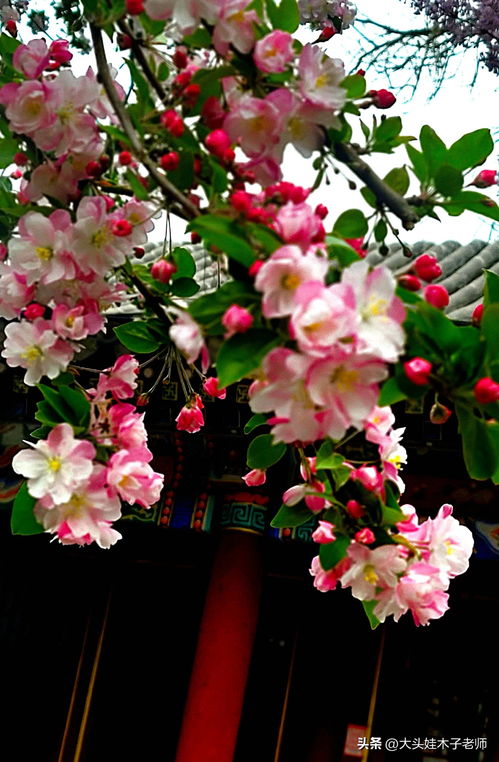 海棠花语寓意