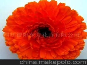 花卉种子大全批发