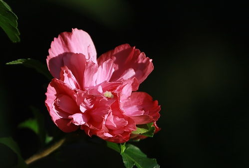 重瓣木槿花图片