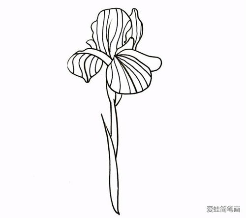 鸢尾花图片简笔画