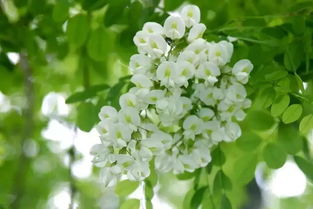 槐花图片大全大图