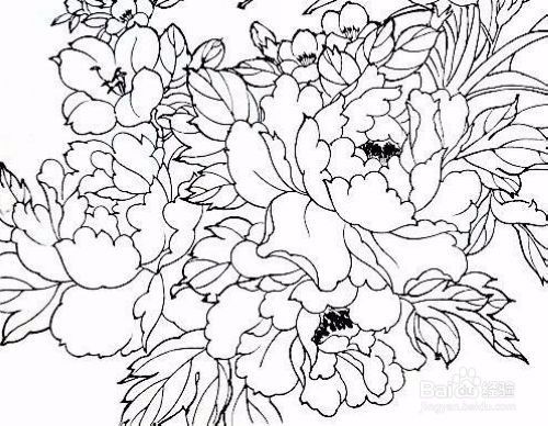 牡丹花简笔画简单又好看 牡丹花简笔画简单又好看