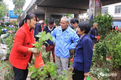 甘肃苗木交易市场