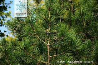 松树的种类图片大全