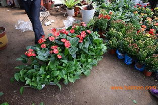 哪里批发鲜花