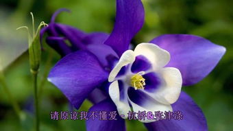 好看花朵图片大全大图