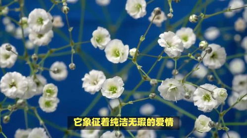 满天星花语和寓意 文字