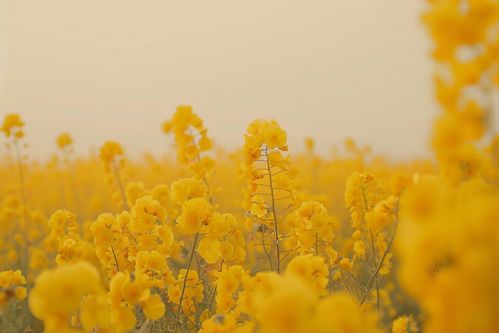 花朵风景图片