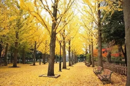 银杏树的特点
