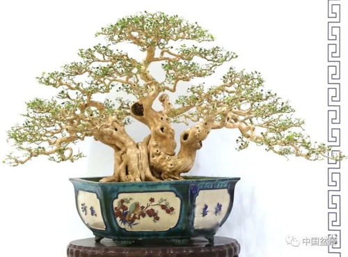 极品九里香盆景图片