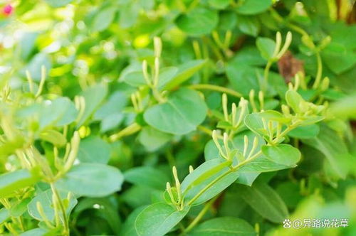 金银花种植技术与栽培管理