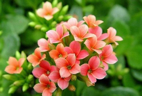 吉利好运花图片