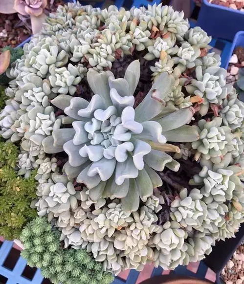 十大名贵多肉植物图鉴