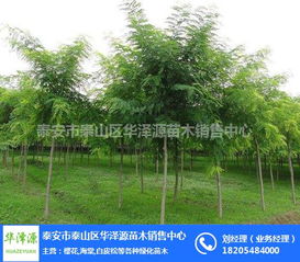 苗木销售中心