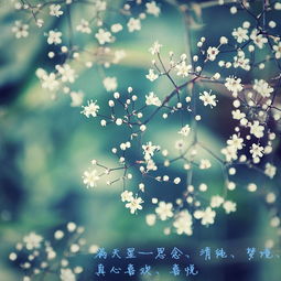 紫色曼陀罗的花语