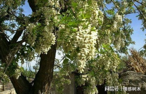 野槐树图片