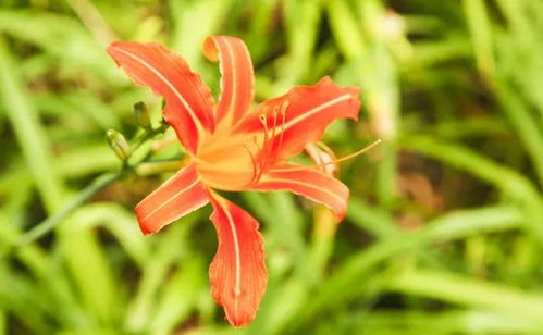 萱草和黄花菜的区别