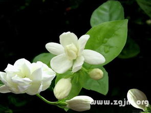 茉莉花花语唯美的句子