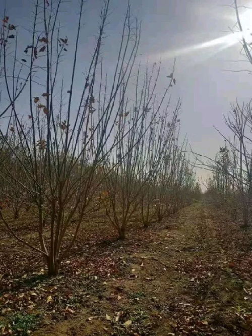 丛生金叶复叶槭