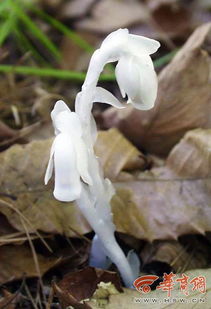 水晶兰为什么叫冥界之花
