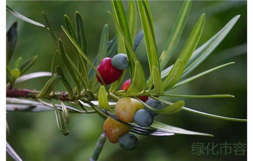 罗汉松果实