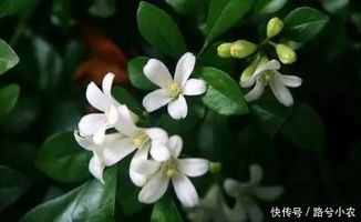 家里养九里香花的好处和坏处
