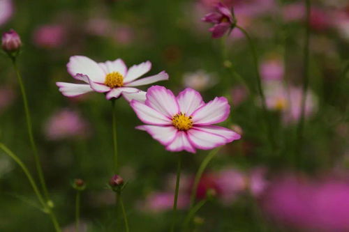 格桑花又叫什么花