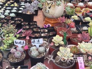 上海浦东花店送花