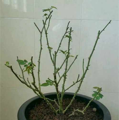 月季花冬天怎么修剪过冬