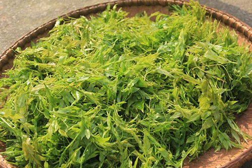 龙柏的功效与作用及禁忌