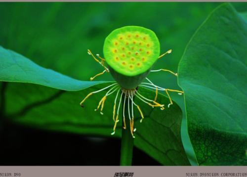 都有哪些植物传播种子