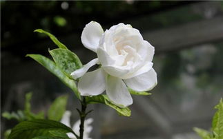 栀子花花语文案