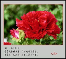 牡丹花是什么颜色