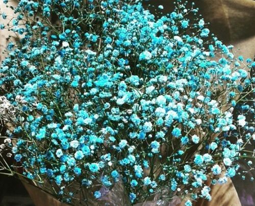 一束满天星的花大概多少钱