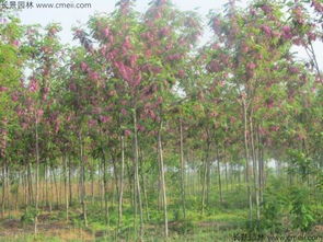 香花槐图片