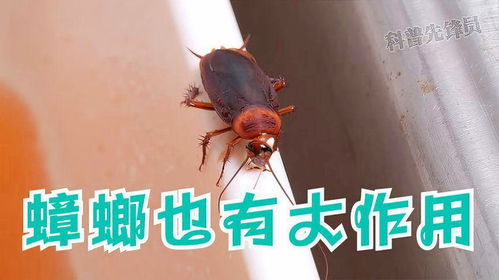 房产达人怎么捣毁蟑螂窝 房产达人怎么捣毁蟑螂窝