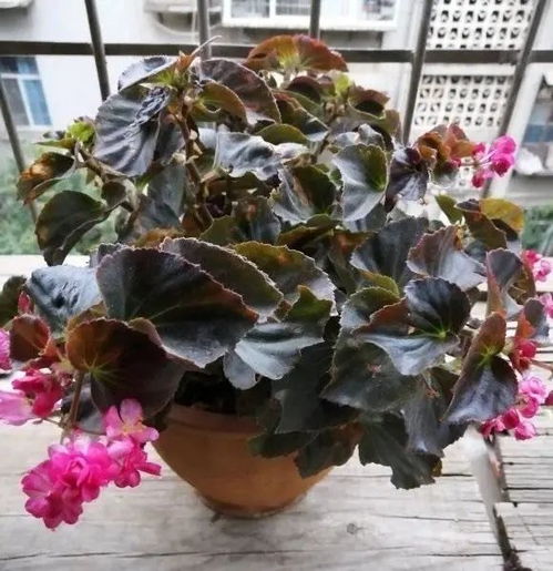 四季海棠一年开几次花