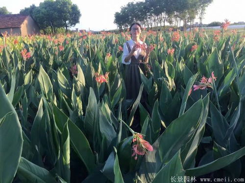 大花美人蕉