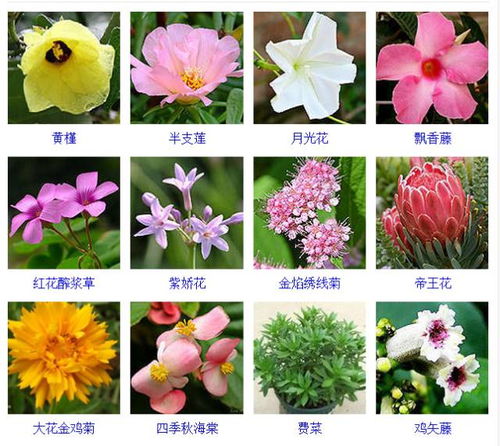花的品种大全名字