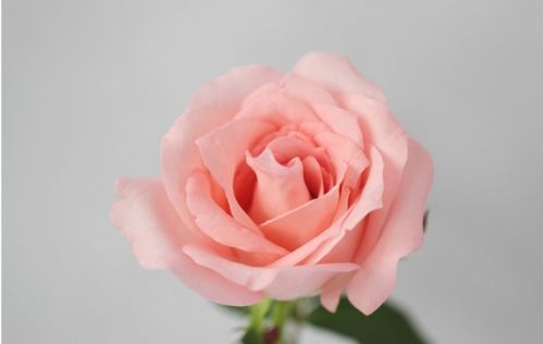 戴安娜玫瑰花语和寓意