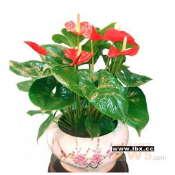 绿植花卉大全