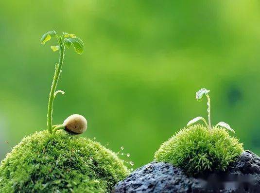 植物传播的例子10个