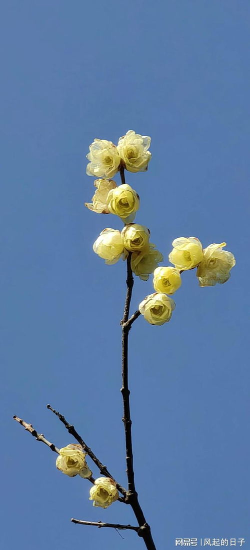 腊梅花图片大全大图唯美