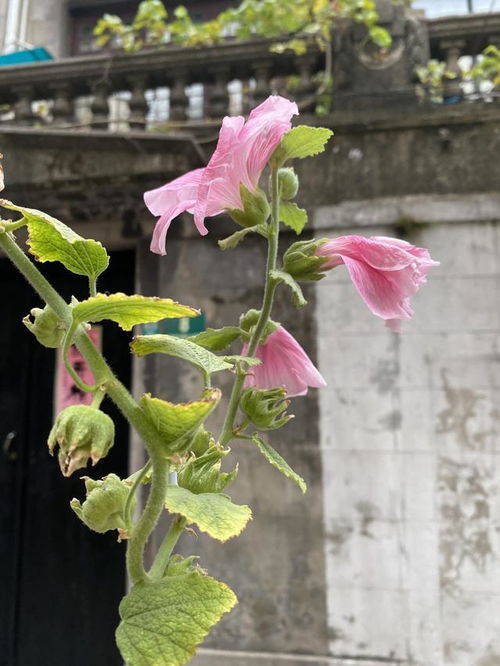 蜀葵是多年生还是一年生