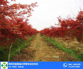 美国红枫苗木价格