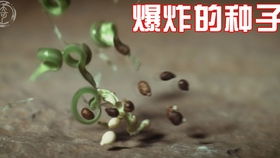 种子是怎么传播的