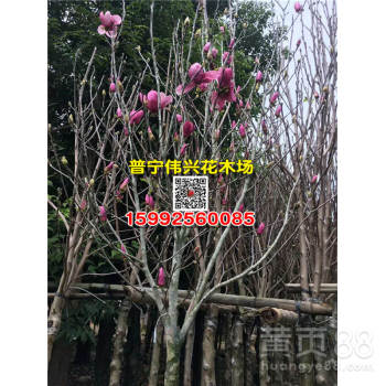 紫玉兰树苗价格